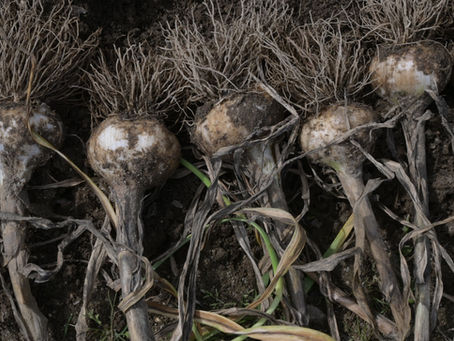 Braid Garlic
