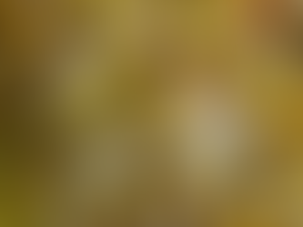 梅酢が上がるのを待つ