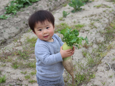 夏野菜に向けて