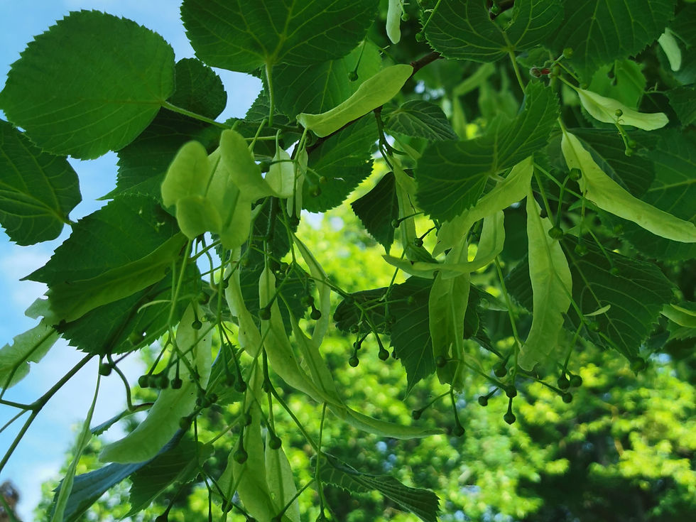 Tilleul, arbre, fruits, feuilles