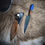 Miniatura: Verijero Austral 14 (azul)