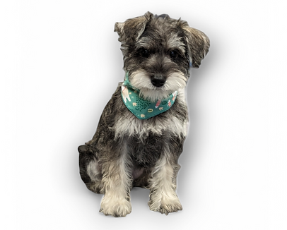 Photoroom-20250212_222918 (1).png