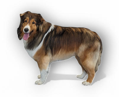 Photoroom-20250212_223134.png