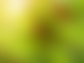 Mulberry Trees