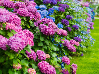 Landscaping Glossary