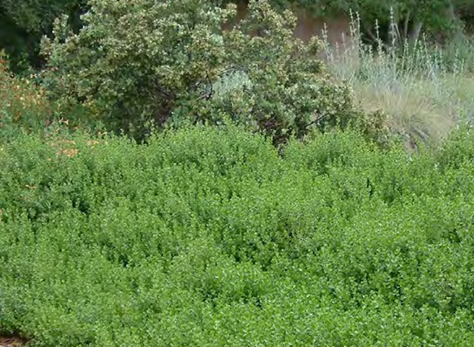 Low Water Groundcovers for So Cal