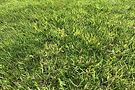 perennial-grassy-weeds.jpg