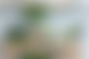 Houseplants to Revitalize Your Home!