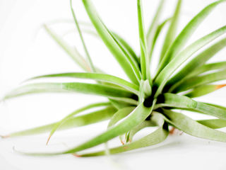 Air Plant Awesomeness