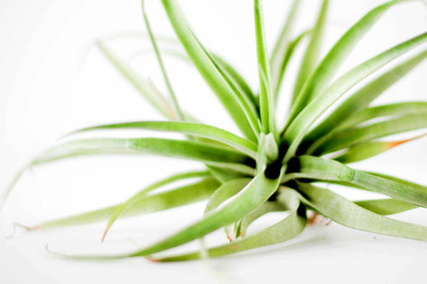 Air Plant Awesomeness 