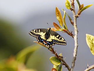 Attracting Pollinators to Your Garden