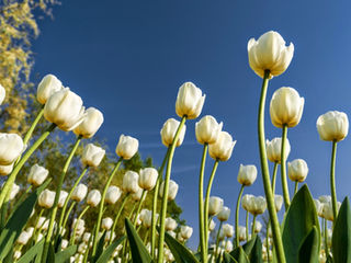 Growing Tulips!