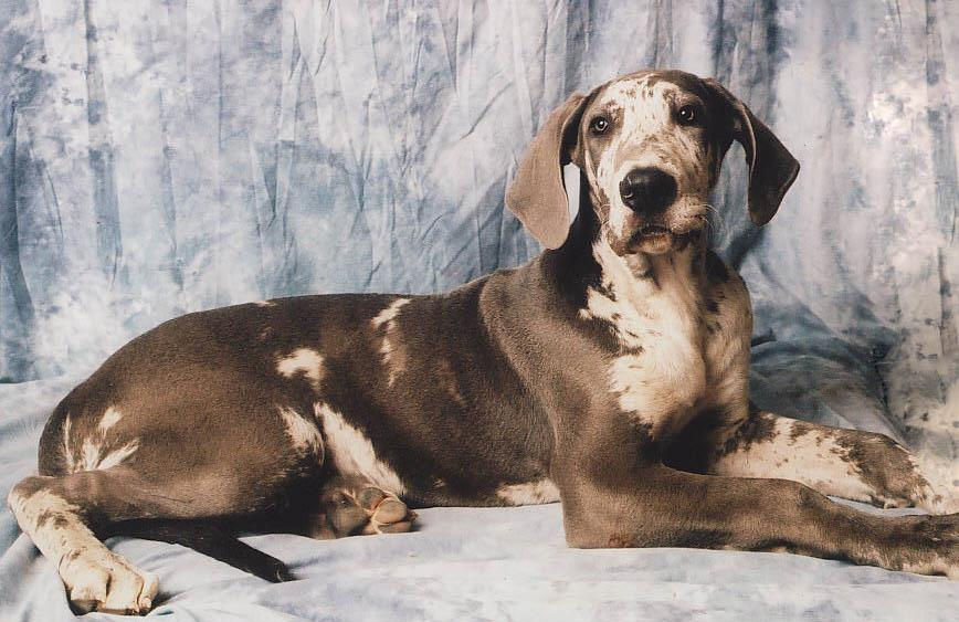 Hyas Great Dane puppy