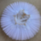 Thumbnail: RTW - white and cream tutu