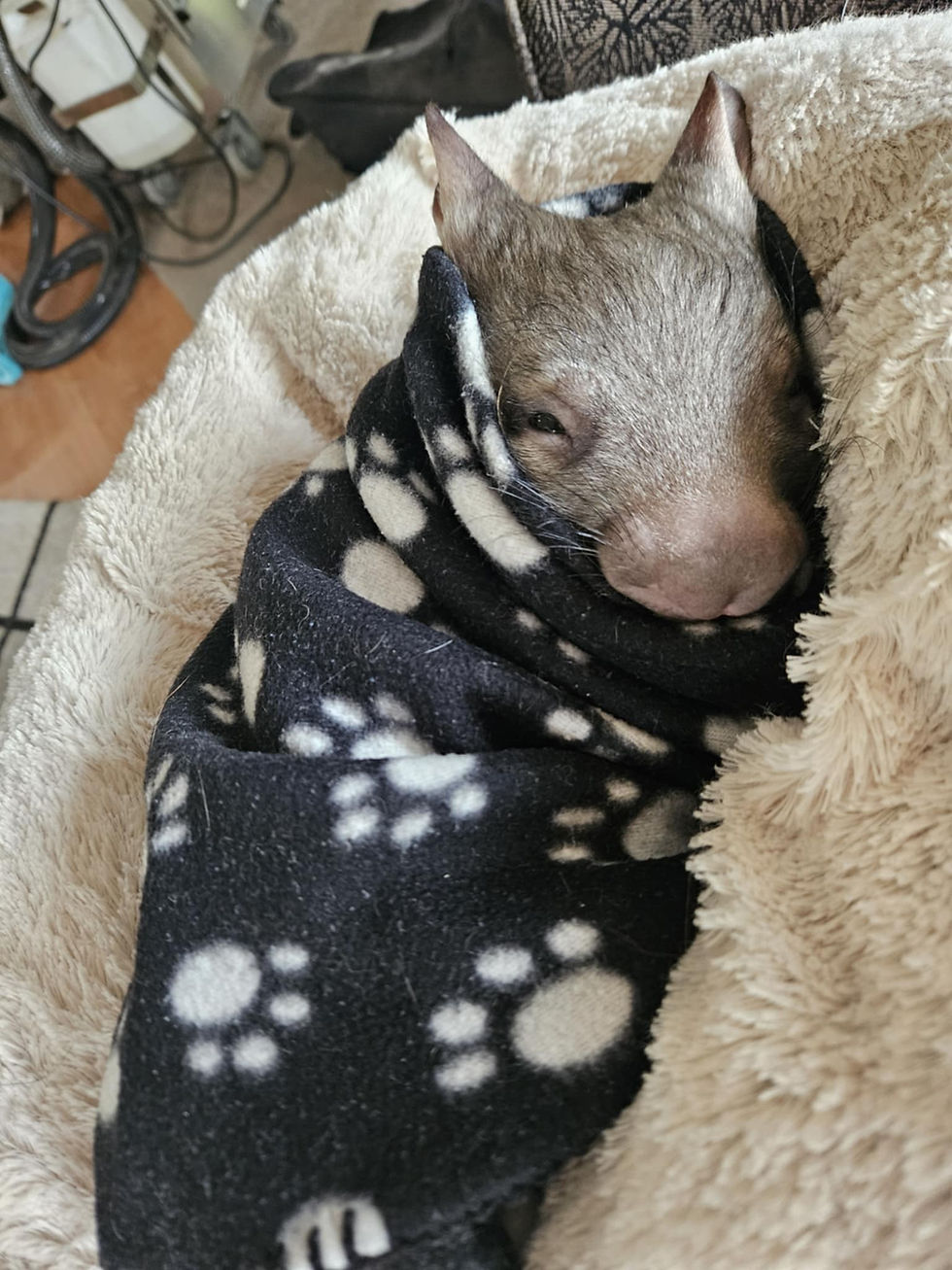 SKER Wombat