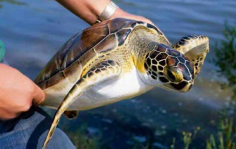 NGT Turtle 1