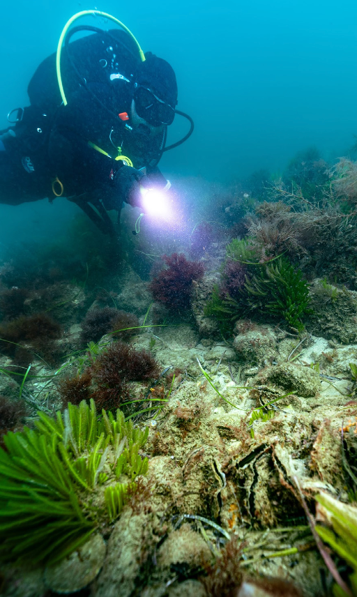 TNC Reef Builder Diver