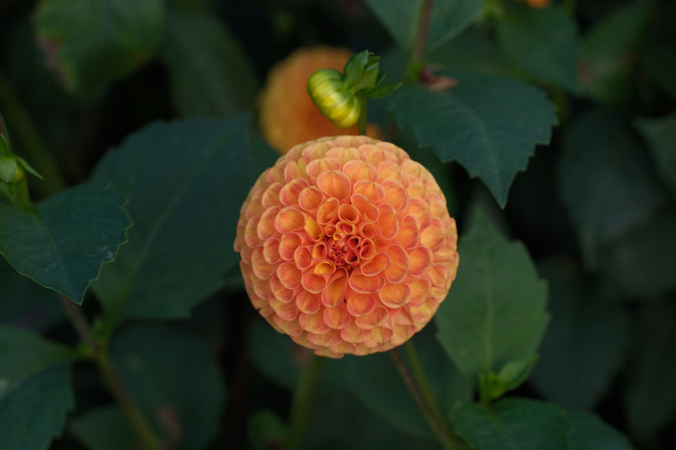 DSCF0791