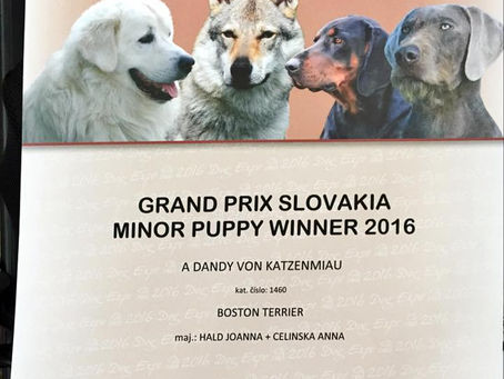 Dandy's success in Slovakia