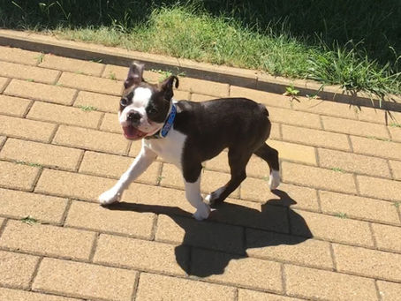 Paddy goes to school