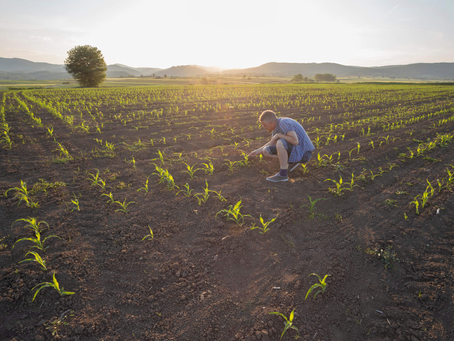 Como funciona a nutrição das plantas?