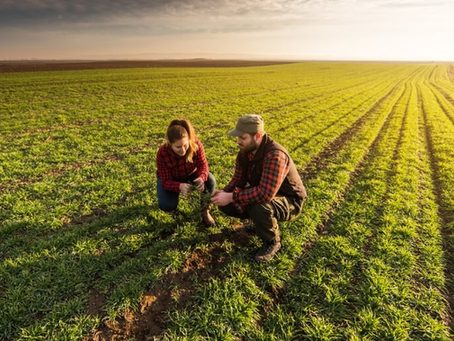 Agroindústria: Como agregar valor à produção agropecuária?