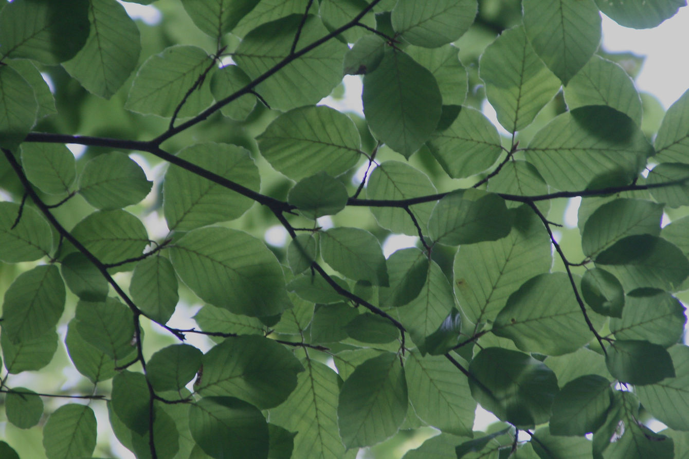 tree-72509_edited.jpg
