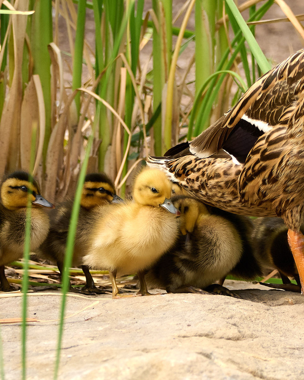 Capture One 22 Windows1327