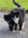 Cat 11.jpg