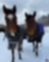 Horse 16.jpg