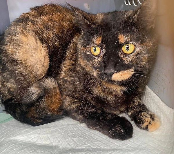 brown and black cat laying down