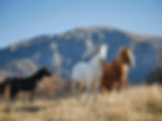 2026 Homes for Horses Coalition Conference