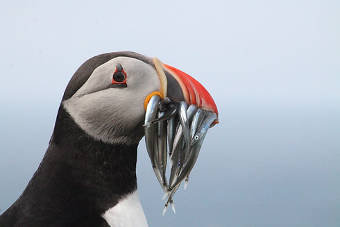 Fotos Islas Feroe Boreal Travel (15).jpg