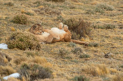 PIA_3481_puma_hembra_sombra