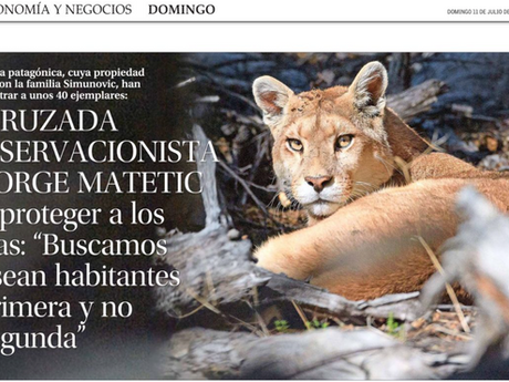 La Cruzada Conservacionista de Jorge Matetic para proteger a los pumas: