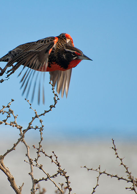 Loica, Pia Vergara - conservacion cerro guido, patagonia