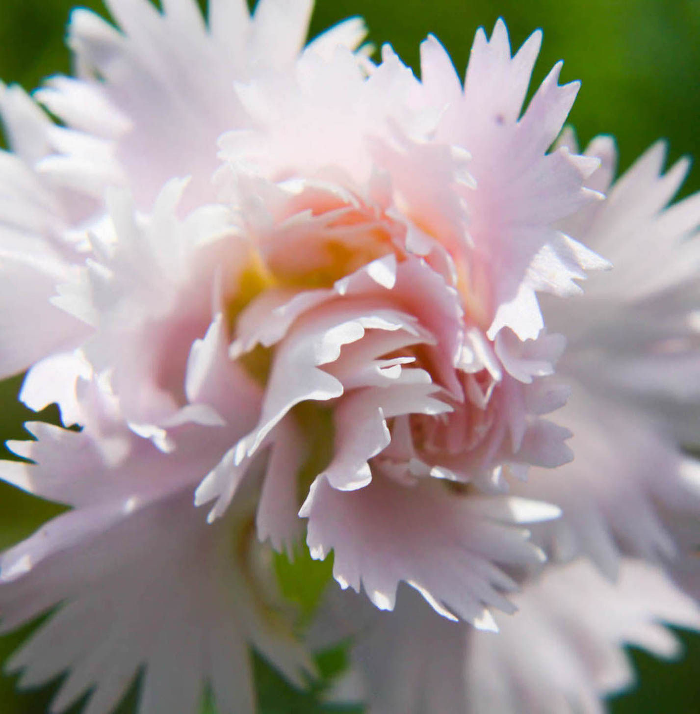 Dianthus