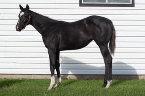 2023 Fasig Tipton October Fall Sale