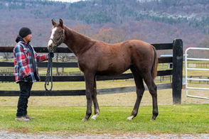 2023 Fasig Tipton Midlantic Mixed Sale
