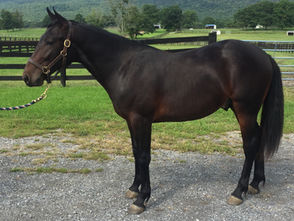 The Cookie Monster: HIP#29