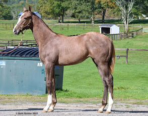 2021 Fasig Tipton Saratoga Fall Sale