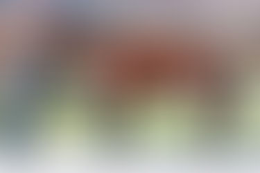 2023 The Black Book - Mixed Sale