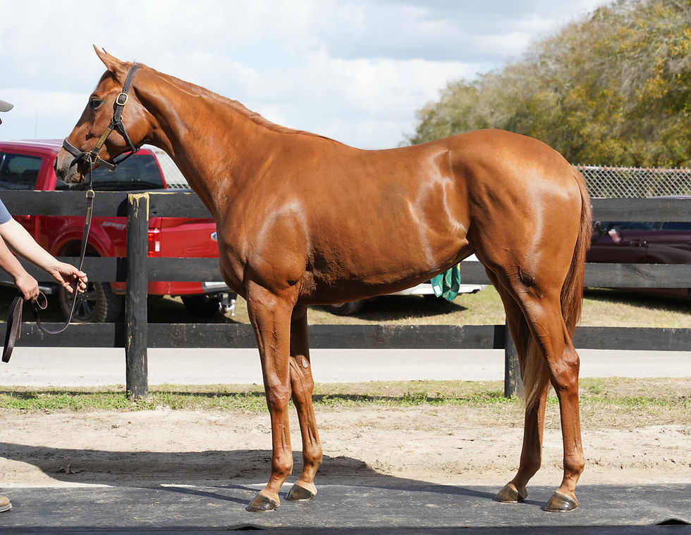 What a week for the Majestic team!