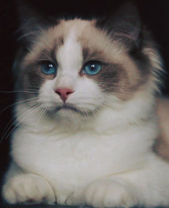 Percy at 6 months