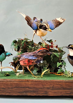 Un animal naturalisé, késako ?