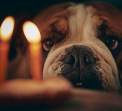 bulldog-6146494_1280.jpg