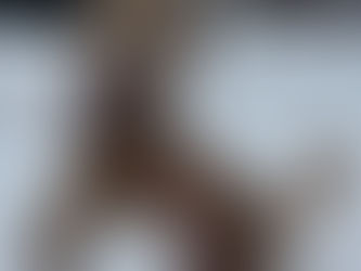 Dog playing in the snow