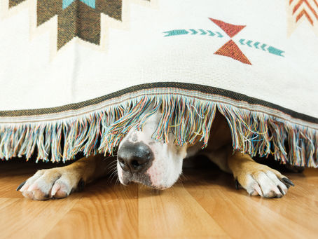 Is Your Dog Stressed During the Holidays?