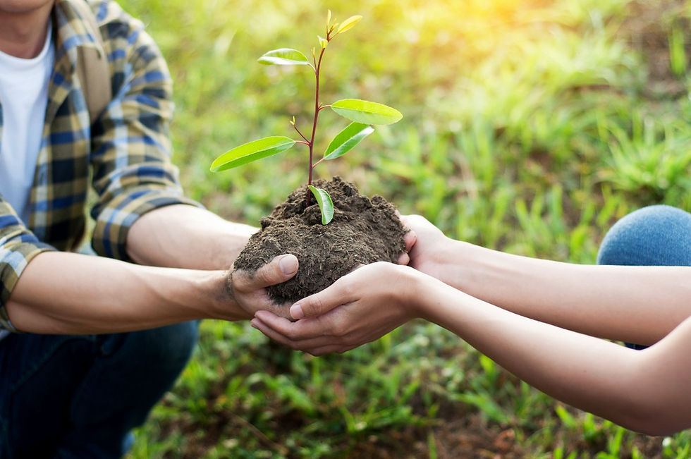 Twin Pines Marketing - New Clients Get Tree Planted - Michigan