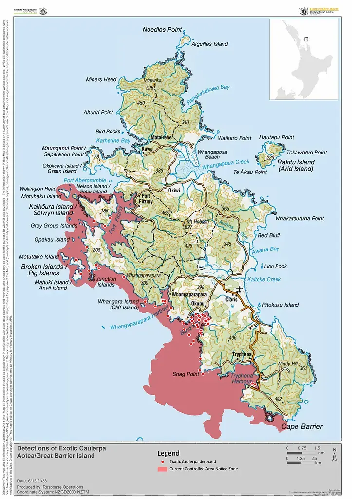 Map of Aotea's Caulerpa Outbreak (June '24). CREDIT: Biosecurity New Zealand